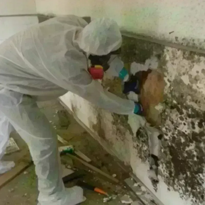 Mold Remediation and Removal in Wellington, KS